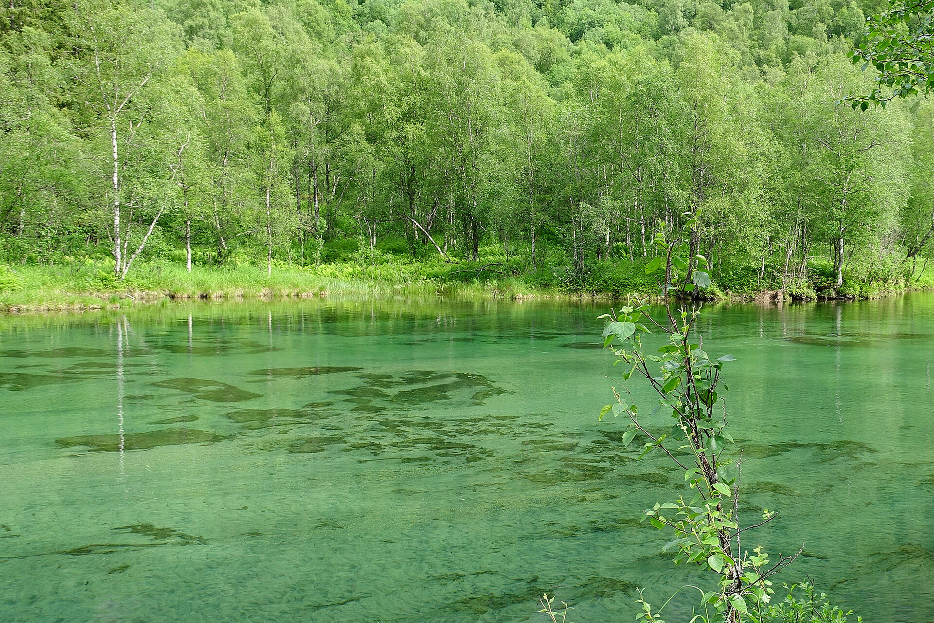 Roto REACh-Stellungnahme